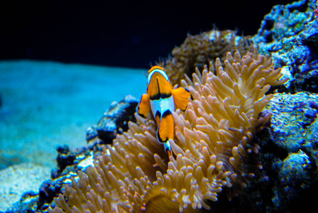 暗礁 海底 生活 野生动物 深的 小丑 水下 海的 盐水