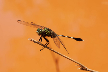 自然 蜻蜓 动物 野生动物 动物群 昆虫 池塘 特写镜头