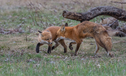 巴里 落下 秋天 日落 野生动物 狐狸 自然 可爱的 领域