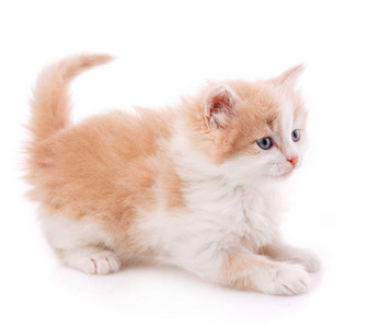 白色背景的快乐猫.受挫的猫照片