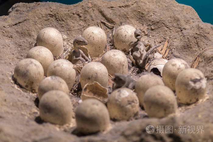 假出生恐龙蛋和新生小恐龙