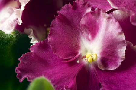 雄蕊 盛开 花粉 花瓣 雌蕊 自然 紫罗兰 粉红色 开花