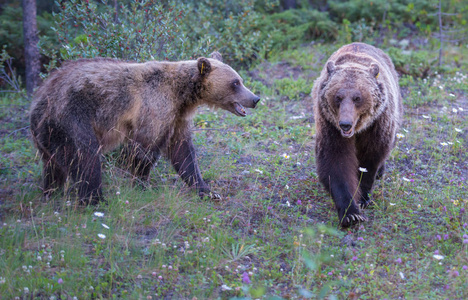 野生动物 食肉动物 危险 动物群 北欧 毛皮 木材 哺乳动物