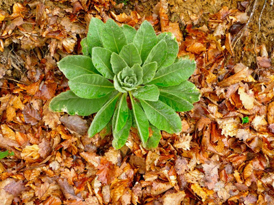 特写镜头 植物 美丽的 秋天 季节 森林 落下 自然 枫树