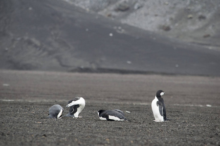 在南极洲多石海岸休息的企鹅