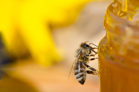 蜜蜂坐在一杯蜂蜜上。玻璃瓶蜂蜜