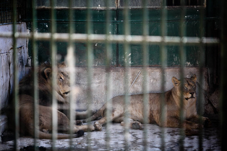 攻击 睡觉 黑豹 皇帝 危险的 威胁 食肉动物 动物 捕食者