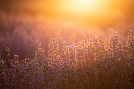 薰衣草花在夕阳柔和的焦点，柔和的颜色和蓝色