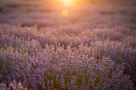 薰衣草花在夕阳柔和的焦点，柔和的颜色和蓝色