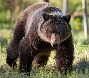 哺乳动物 自然 公园 动物 毛皮 危险的 木材 环境 野生动物