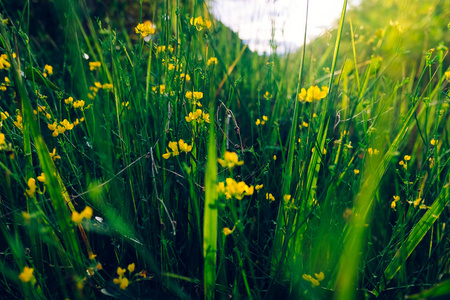 乡村秋花的自然背光背景