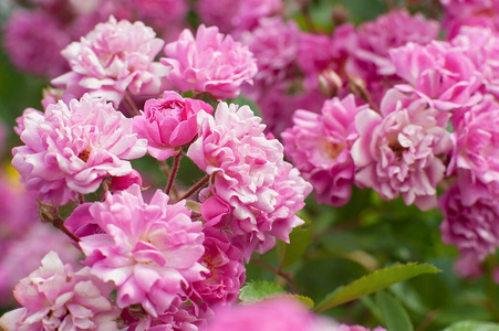 背景上的粉红色玫瑰在花园里模糊的粉红色玫瑰花。