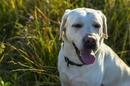 绿色草地上的黄色拉布拉多犬肖像