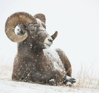 Bighorn 