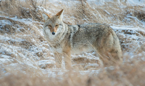 豺狼 可爱的 毛皮 碧玉 冬天 动物群 捕食者 野兽 生物