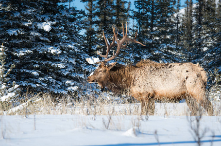 碧玉 麋鹿 动物 冬天 地区 自然 加拿大 公牛 山地人