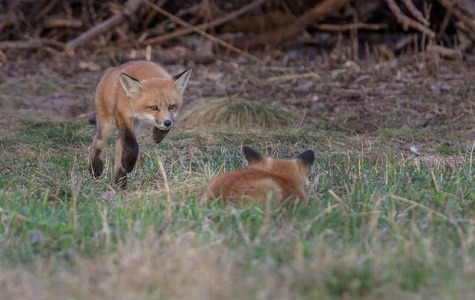 美丽的 哺乳动物 落下 傍晚 秋天 自然 站立 草地 狐狸
