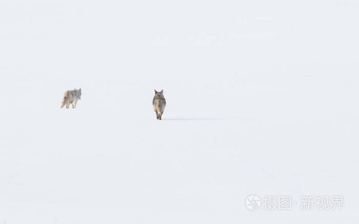 掠夺 毛皮 生物 冬天 野生动物 毛茸茸的 郊狼 可爱的