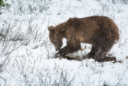 公园 森林 阿拉斯加 危险 毛皮 捕食者 动物群 野生动物
