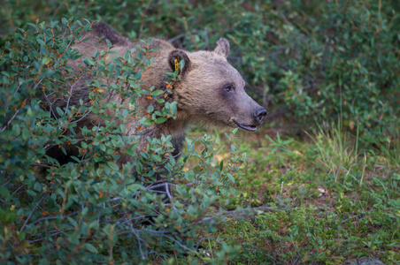木材 危险 动物 动物群 毛皮 公园 北欧 野生动物 森林