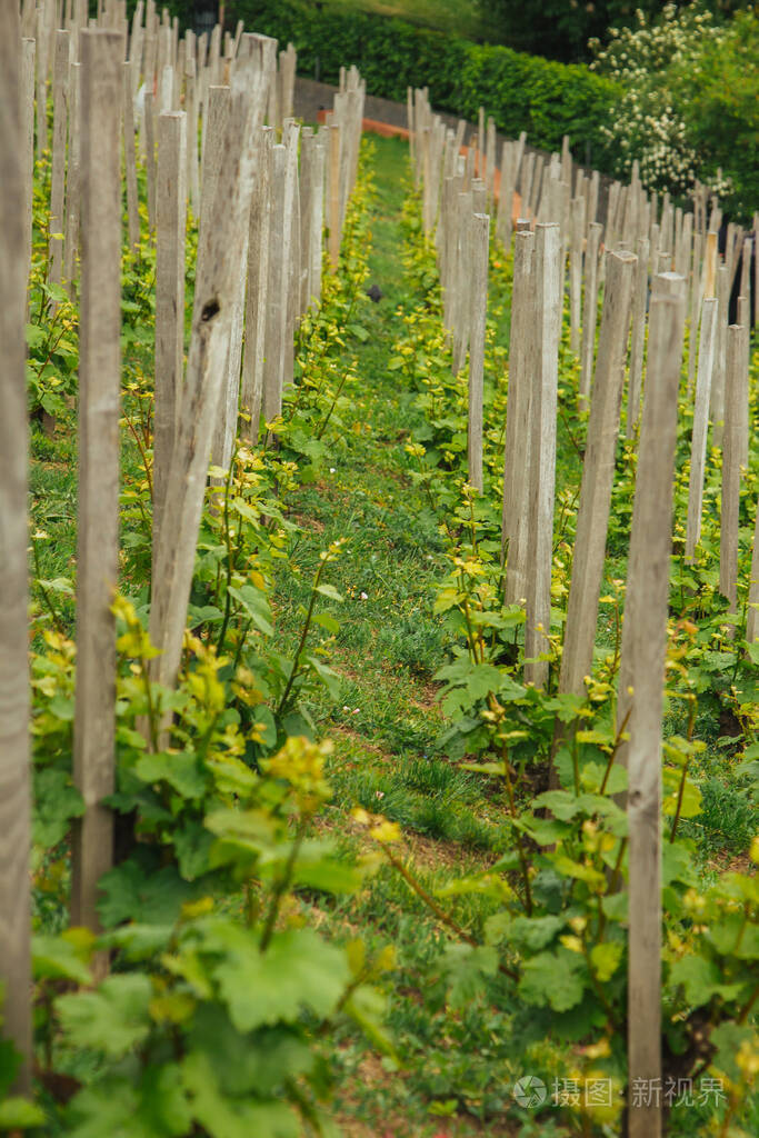 春天种植葡萄藤小道消息地里种的酒农业带叶的小葡萄水果初夏的葡萄园