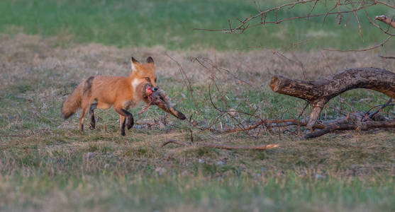 自然 野生动物 家庭 可爱的 安大略 美丽的 狐狸 傍晚