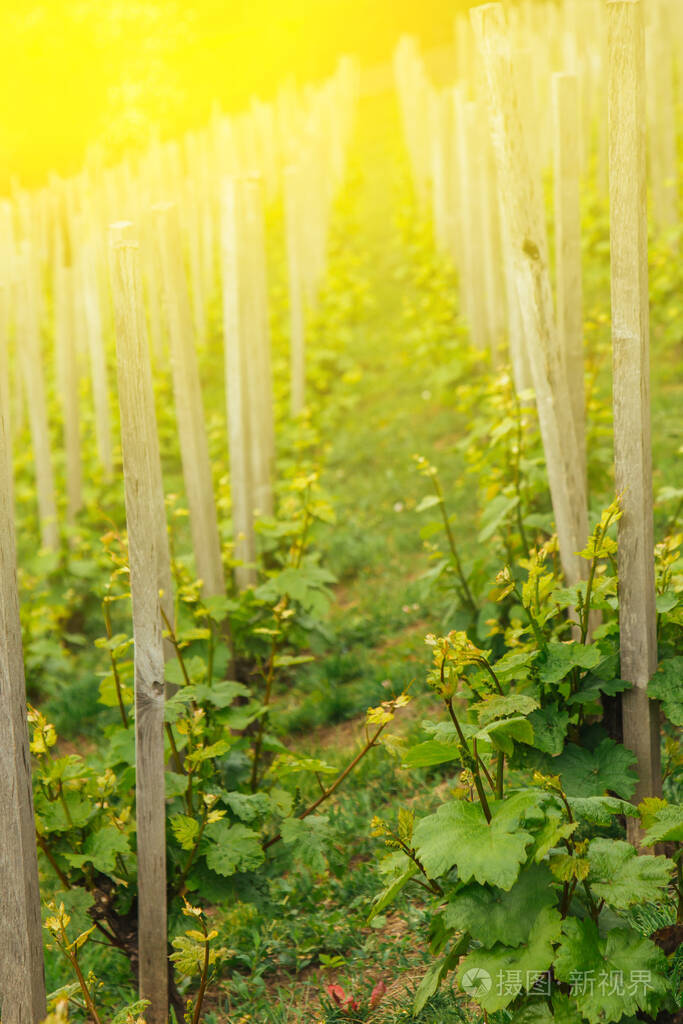 春天种植葡萄藤小道消息地里种的酒农业带叶的小葡萄水果初夏的葡萄园
