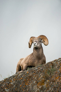 Bighorn 