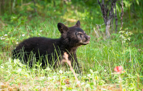 自然 森林 北欧 野生动物 捕食者 动物群 动物 毛皮 危险