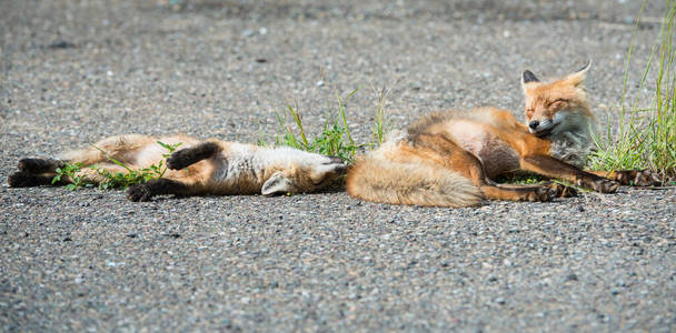 日落 草地 领域 狐狸 自然 日出 哺乳动物 可爱的 傍晚
