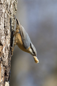 聚集 动物 收集 欧洲 坚果壳 食物 黑森 树皮 德国 冬天