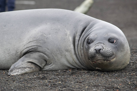 威德尔海豹Weddell seal，栖息在南极海滩上