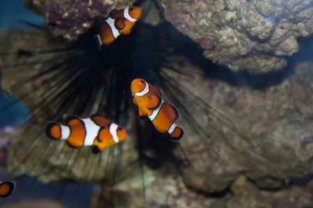 野生动物 盐水 海洋 旅行 水下 动物 暗礁 颜色 美女
