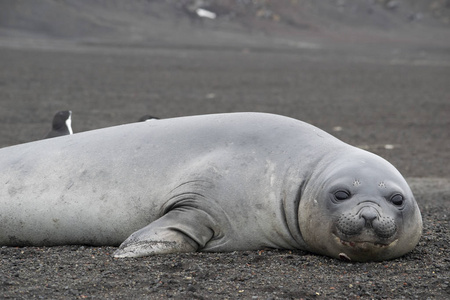 威德尔海豹(weddell seal),栖息在南极海滩上照片