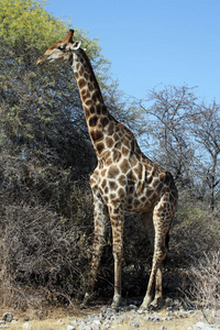野生动物 长颈鹿 自然 斑点 动物 游猎 食草动物 肖像