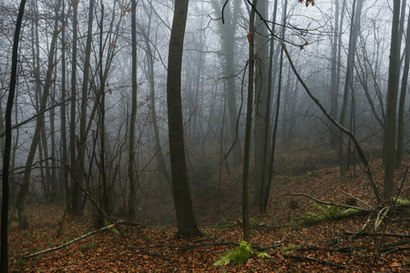 Foggy autumn forest, beautiful october morning. 