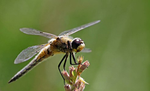 夏天 动物学 缺陷 野生动物 花园 翅膀 自然 蜻蜓 美丽的