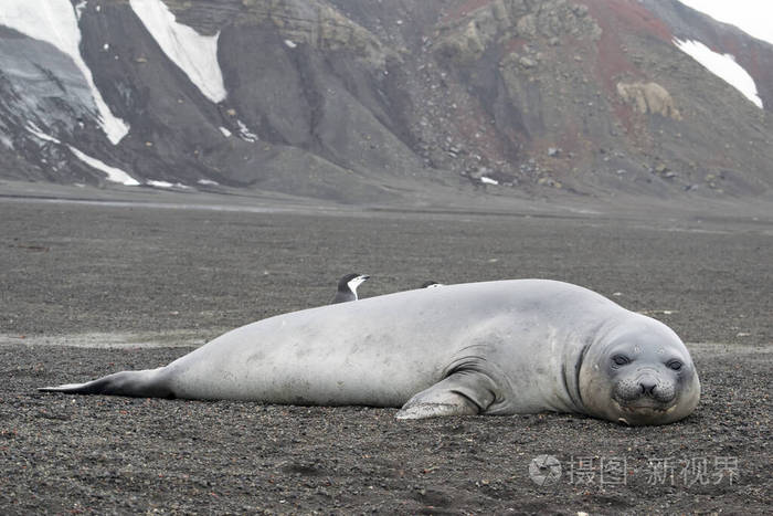 威德尔海豹weddellseal栖息在南极海滩上