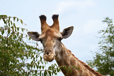 脖子 斑点 肖像 大草原 可爱的 环境 伪装 非洲 哺乳动物