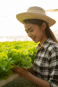 种植园 生菜 园艺 植物 行业 沙拉 环境 自然 农民 健康