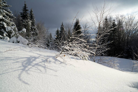 自然 阴影 美丽的 圣诞节 季节 场景 太阳 森林 分支