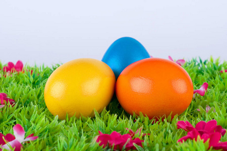 收集 植物 习俗 颜色 捐赠 享受 隐藏 鸡蛋 美极了 热情