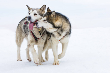 团队 可爱的 阿拉斯加 朋友 冒险 眼睛 行动 运动 冬天