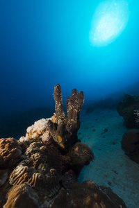 风景 热带 动物 美丽的 颜色 潜水 自然 太阳光 海洋