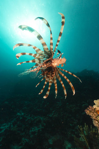 颜色 夏天 野生动物 生态学 海的 海洋 美女 水肺 海藻