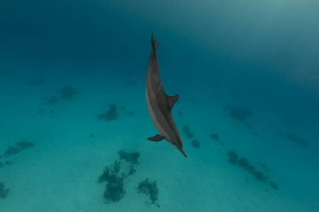 水肺 太阳光 珊瑚 潜水 生活 海豚 盐水 太阳 自然 热带