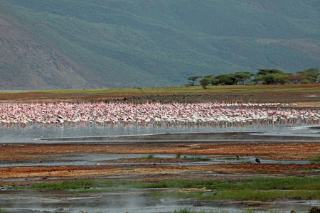 颜色 火烈鸟 美丽的 风景 殖民地 动物 池塘 自然 粉红色