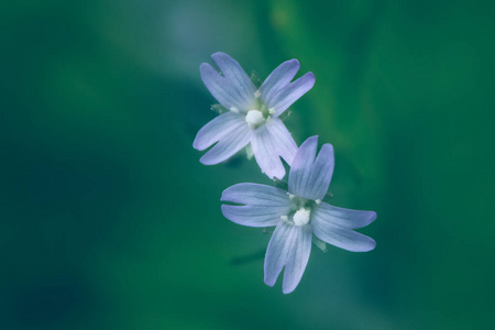 季节 团结 花瓣 自然 美女 开花 浪漫的 蓝色的 盛开