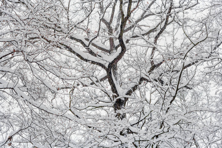 白种人 冬天 季节 自然 降雪 特写镜头 木材 寒冷的 分支