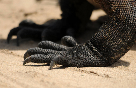 鬣蜥 自然 皮肤 动物 脊椎动物 爬行动物 野生动物 动物群